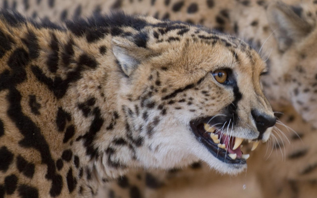 Cheetah open mouth furry art free wallpaper - medium preview image