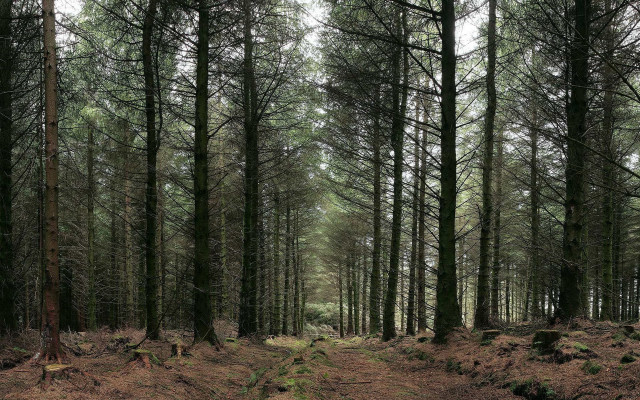 Forest path bushes trees nature free wallpaper - medium preview image