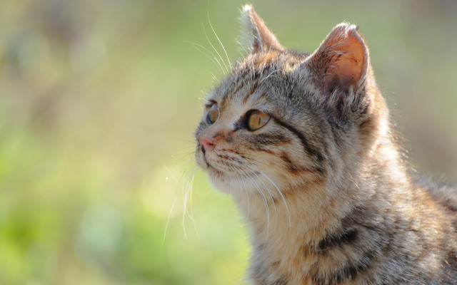 Cat looking up blurry background #6 free wallpaper - medium preview image
