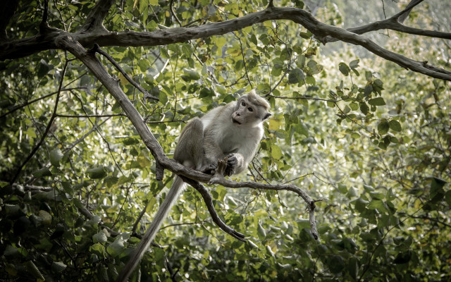 Monkey branch forest nature photography free wallpaper - medium preview image