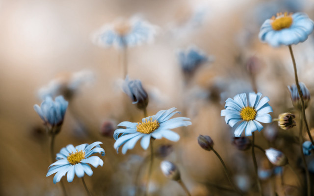 Blue flower bloom bokeh macro free wallpaper - medium preview image