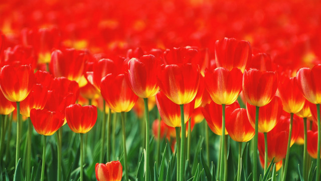 Flower field autumn colors blurry free wallpaper - medium preview image