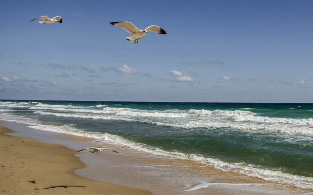 Birds beach ocean sunny sky free wallpaper - medium preview image