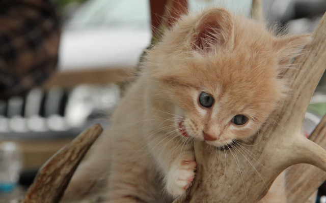 Small kitten deer antler blurry free wallpaper - medium preview image