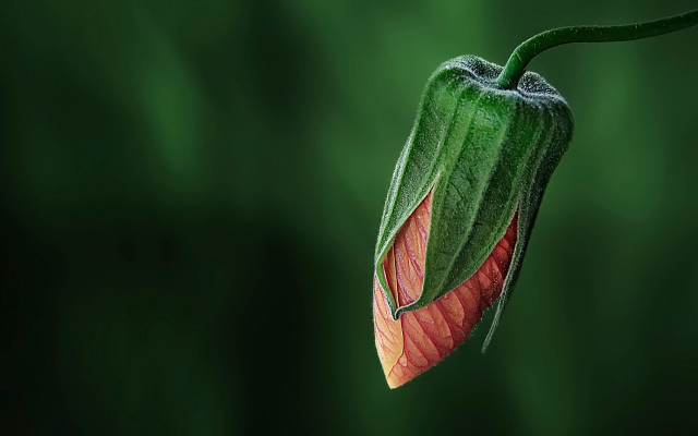 Flower long stem red green free wallpaper - medium preview image