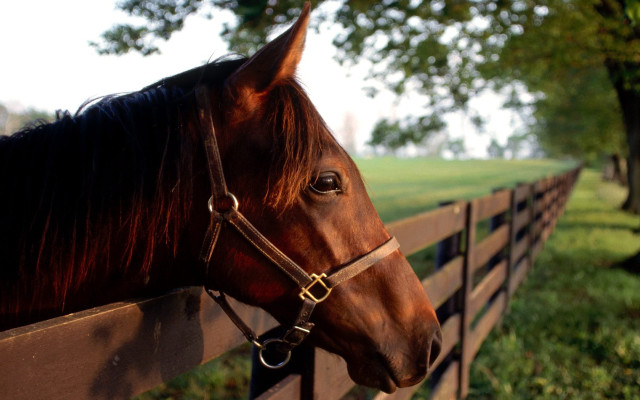 Horse fence field trees blurry free wallpaper - medium preview image