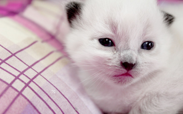 White kitten pink blanket blurry free wallpaper - medium preview image
