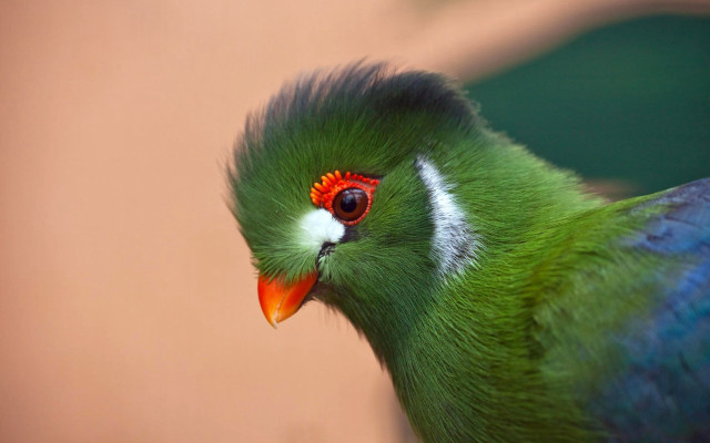 Green bird red white headband free wallpaper - medium preview image