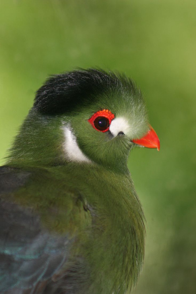 Bird closeup red beak black free wallpaper - medium preview image