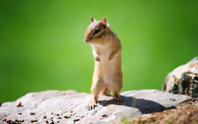 Chippy rodent rock green background free wallpaper - medium preview image