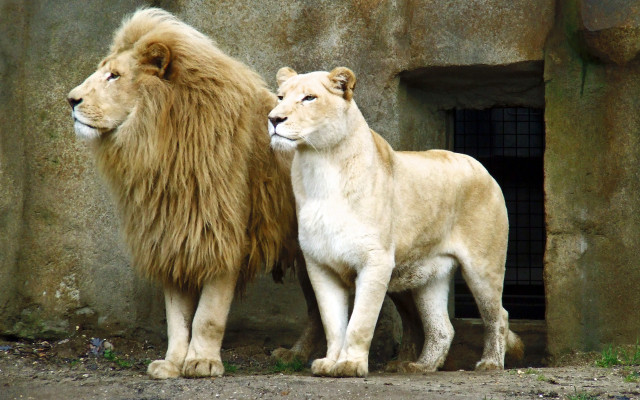 Lion enclosure two lions stone free wallpaper - medium preview image
