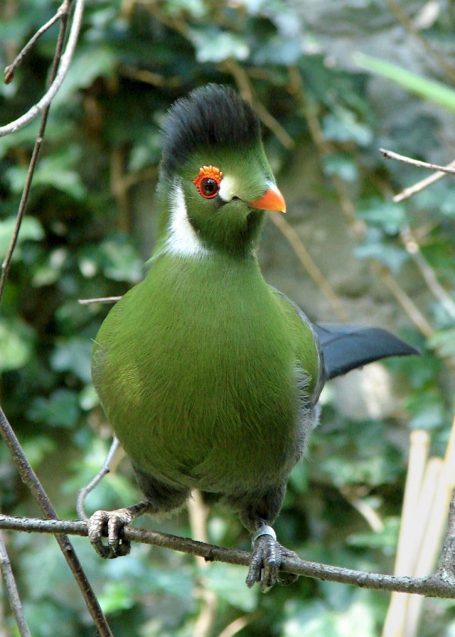Green bird black head orange free wallpaper - medium preview image