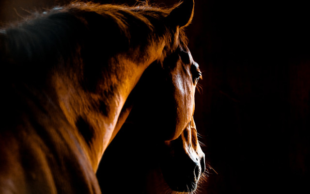 Horse dark side light tylism free wallpaper - medium preview image