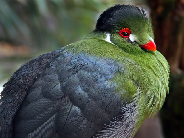 Green black bird red eyes free wallpaper - medium preview image