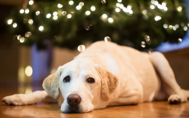Shiba inu christmas lights blurry free wallpaper - medium preview image
