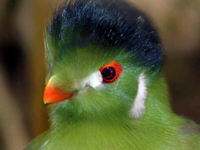 Green bird red eye black free wallpaper - medium preview image