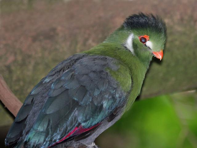 Bird red beak branch tree #2 free wallpaper - medium preview image
