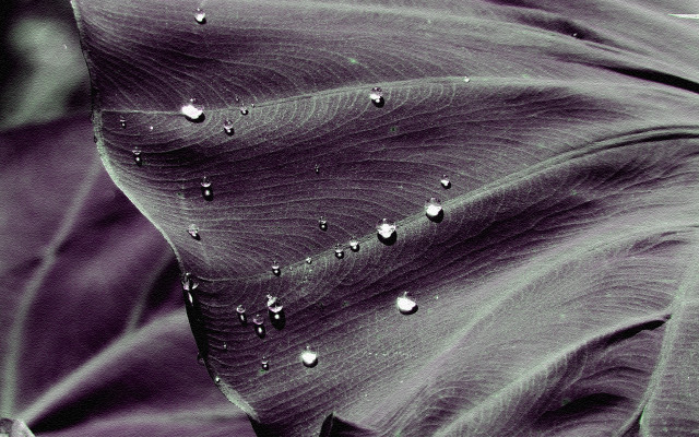 Large leaf water drops dark free wallpaper - medium preview image