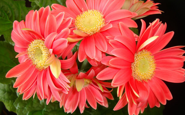 Red flowers vase green leaves free wallpaper - medium preview image
