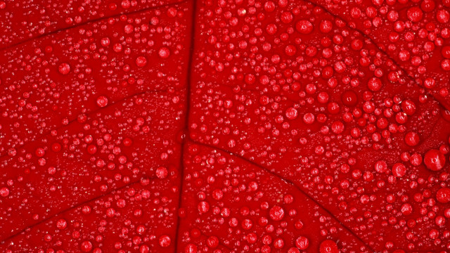 Red leaf water drops macro #5 free wallpaper - medium preview image