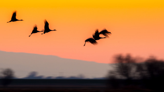 Flock birds sunset sky crow free wallpaper - medium preview image