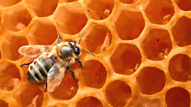 Bee honeycomb macro flame orange free wallpaper - medium preview image