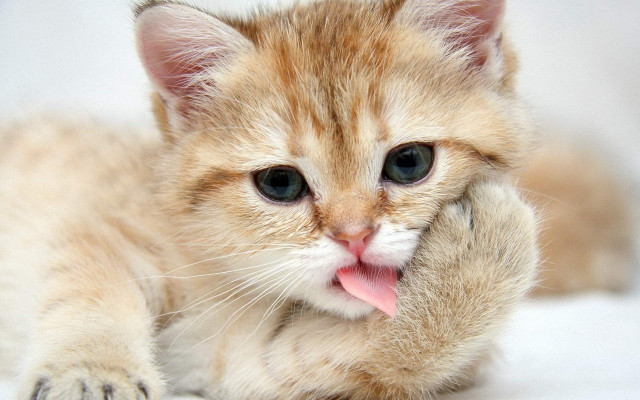 Kitten tongue out glamor pose free wallpaper - medium preview image