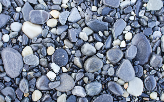 Rocks gravel cat shallow depth free wallpaper - medium preview image