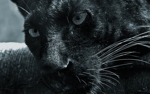 Black cat sad eye serious free wallpaper - medium preview image