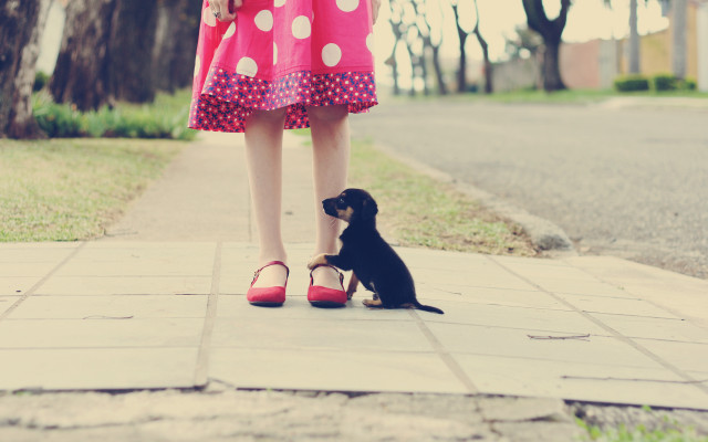 Little dog woman feet beach free wallpaper - medium preview image