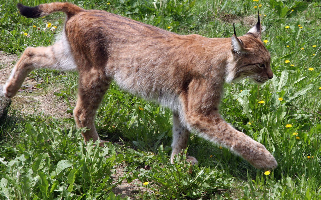 Lynx walking field flowers closed free wallpaper - medium preview image