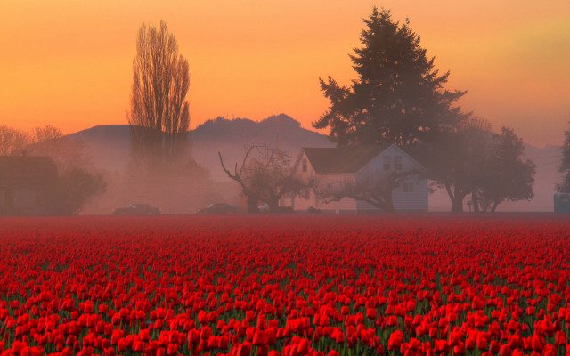 Red flower field foggy sunset free wallpaper - medium preview image