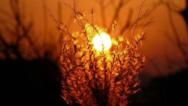 Sunset tallgrass backlight autumn leaves free wallpaper - medium preview image