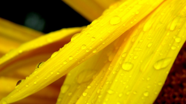 Yellow flower water droplets macro #15 free wallpaper - medium preview image