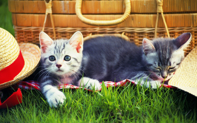 Kittens grass basket hat straw free wallpaper - medium preview image