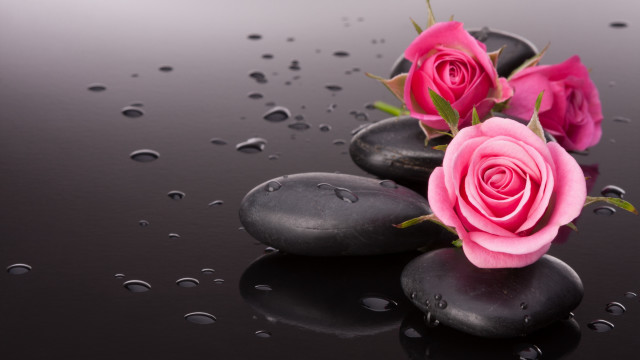 Pink roses black rocks water free wallpaper for desktop - medium preview image