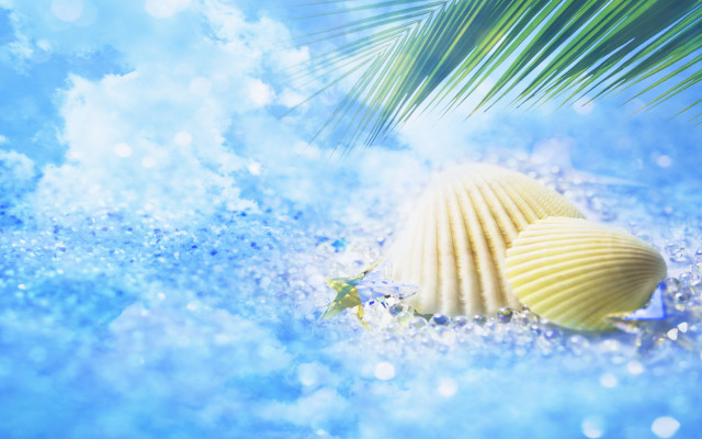 Shell starfish palmleaf waterdrops ocean free wallpaper - medium preview image