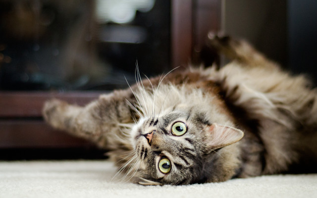 Cat laying on back wide free wallpaper - medium preview image