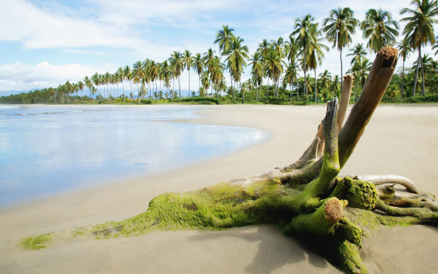Lithic tree beach palm sky free wallpaper - medium preview image