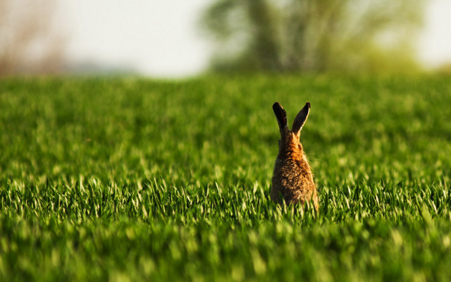 Rabbit field bush nature tiltshift free wallpaper - medium preview image