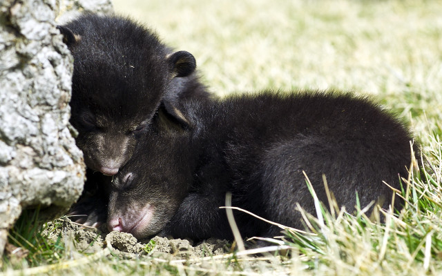 Black bears tree field rock free wallpaper - medium preview image