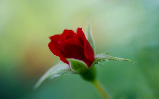 Red rose bud macro shallow free wallpaper - medium preview image
