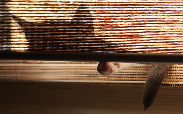 Cat sill shadow surreal fence free wallpaper - medium preview image