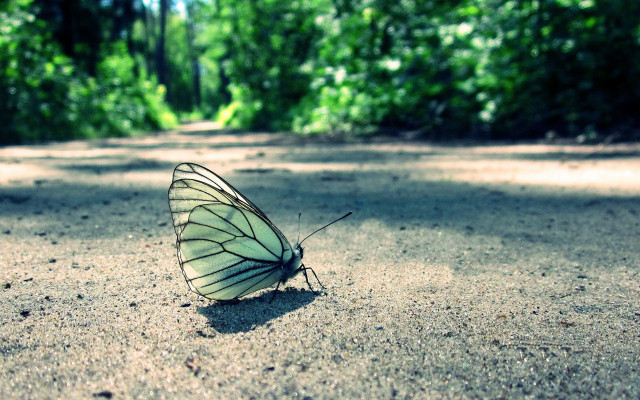 Butterfly forest path nature macro free wallpaper - medium preview image