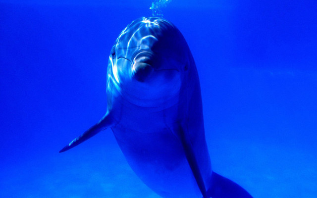 Dolphin light hologram underwater person free wallpaper - medium preview image