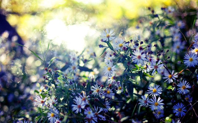 Blue flower field bokeh sunlight free wallpaper - medium preview image