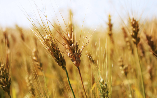 Wheat field blue sky clouds #20 free wallpaper - medium preview image