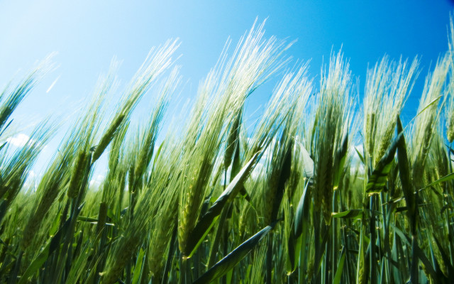 Green grass blue sky bamboo free wallpaper for desktop - medium preview image
