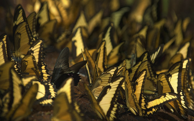 Yellow butterflies macro action blurry free wallpaper - medium preview image