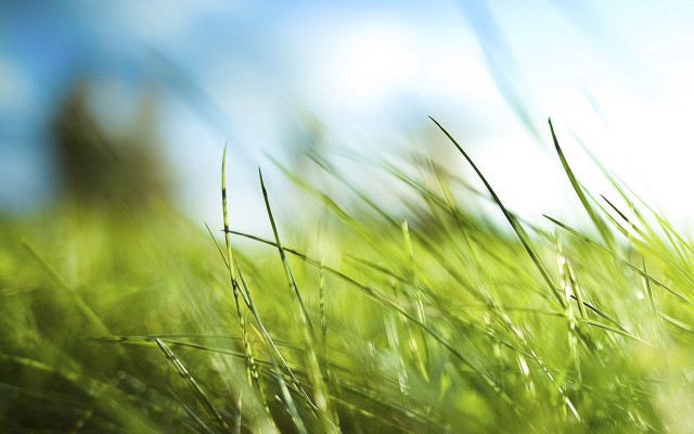 Grass sky blurry building nature free wallpaper - medium preview image